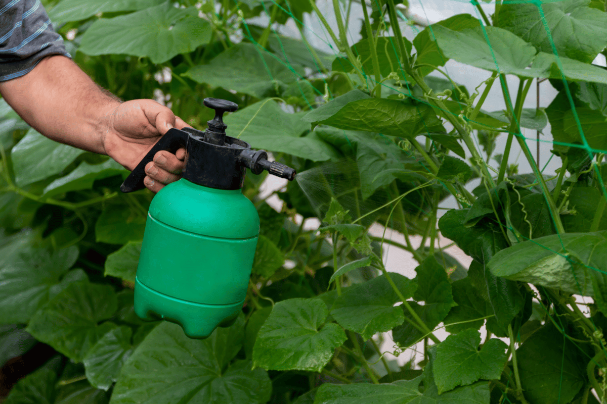 _foliar application of a biostimulant in an organic crop .png